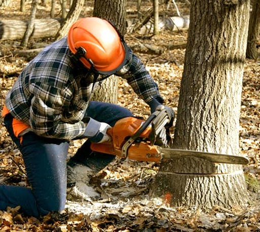 Tree Removal in Brooks, ME
